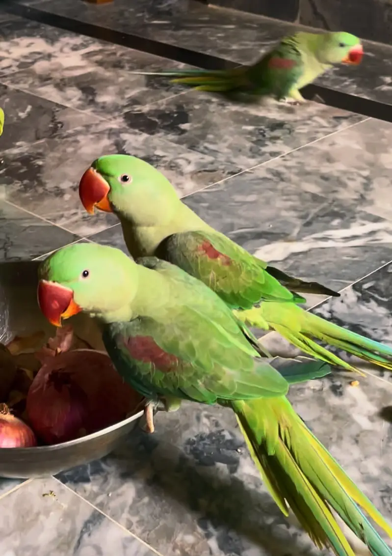 Raw parrot one pair and one single male for sale — photo 2