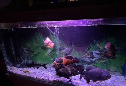 4 Oscars+1 Pacu, blue shark & sucker with complete aquarium for Sale