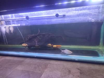 selling maskar barb one piece h