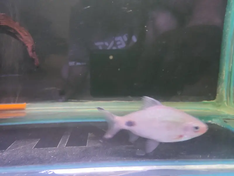 selling maskar barb one piece h — photo 2