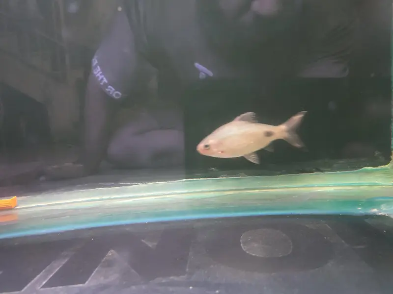 selling maskar barb one piece h — photo 3