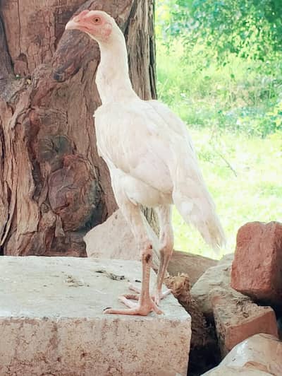 aseel hens sale