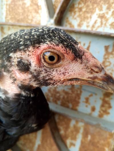 aseel hens sale