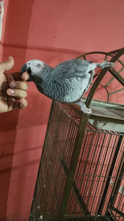Healthy Active Greay talking parrot with cage