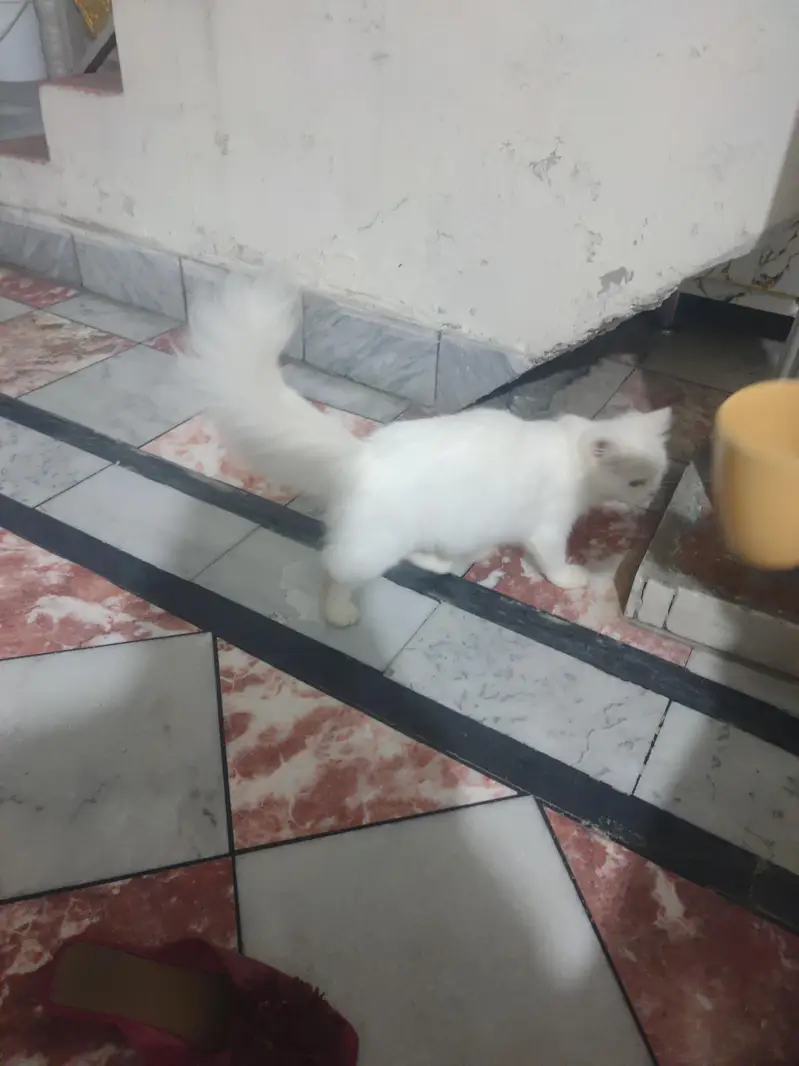 with Persian cat — photo 2