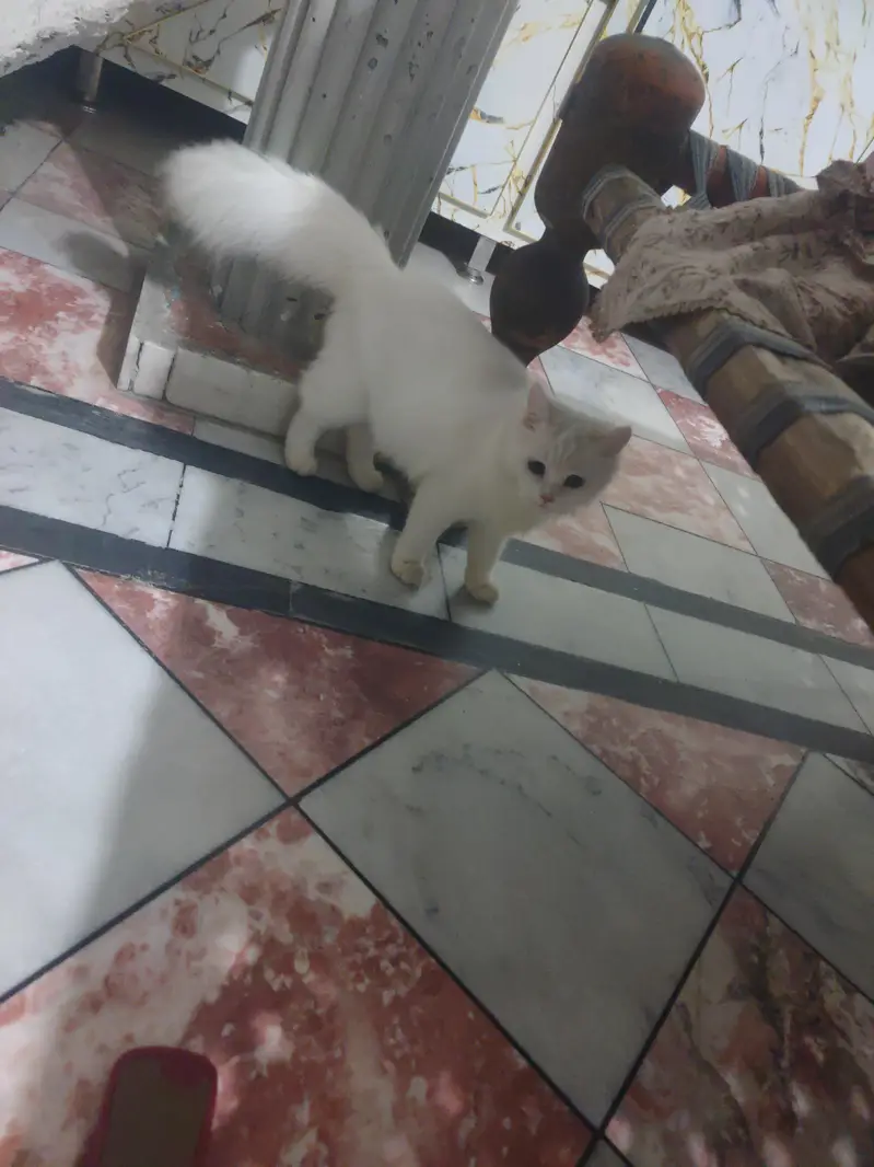 with Persian cat — photo 3