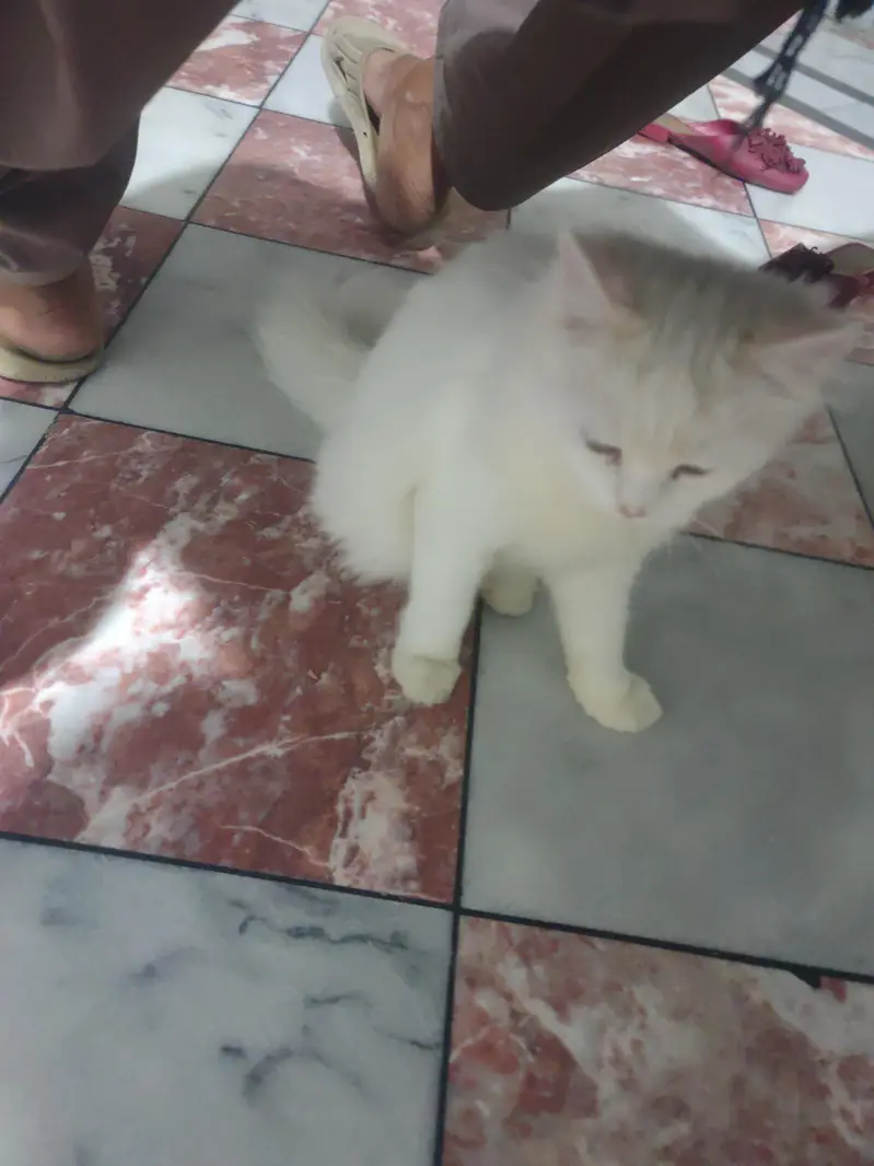 with Persian cat — photo 4