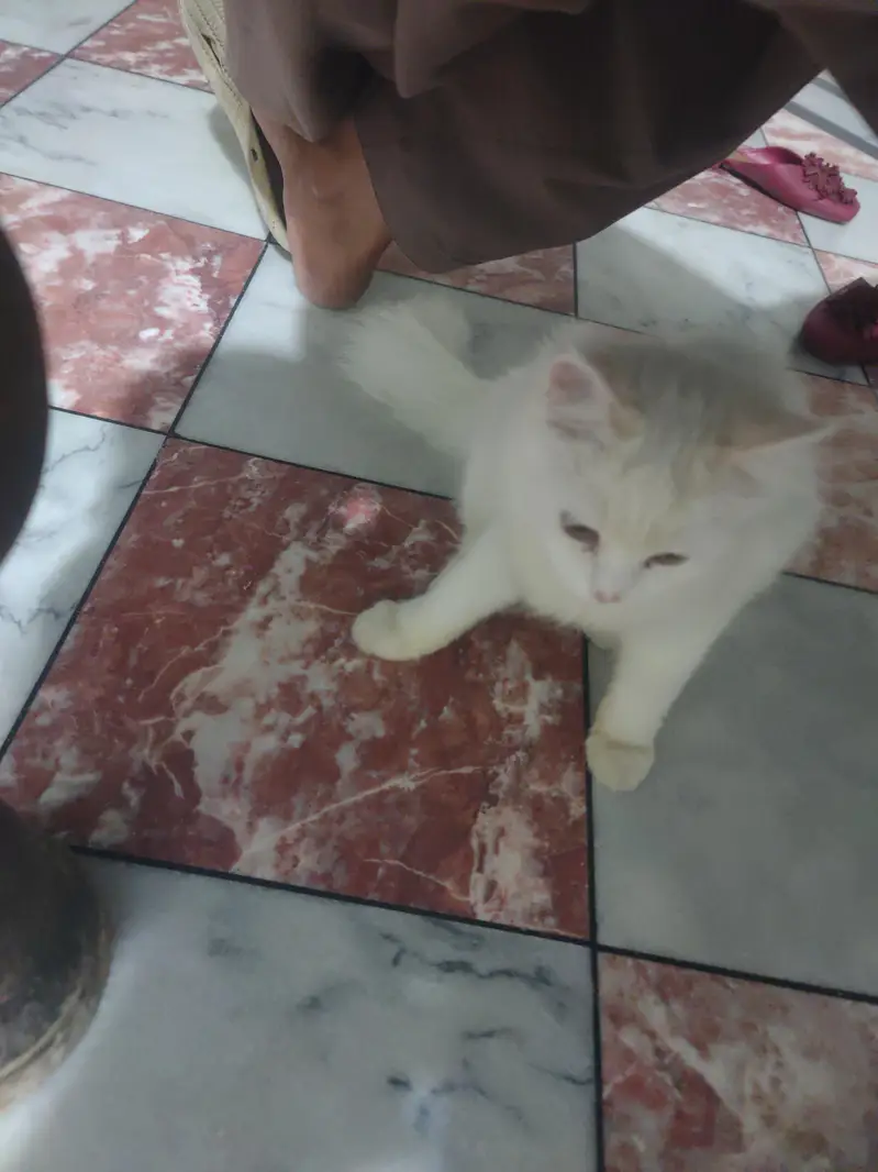 with Persian cat — photo 5