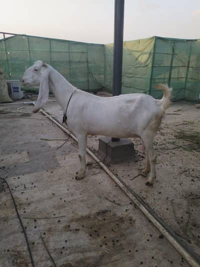 gulabi bakri