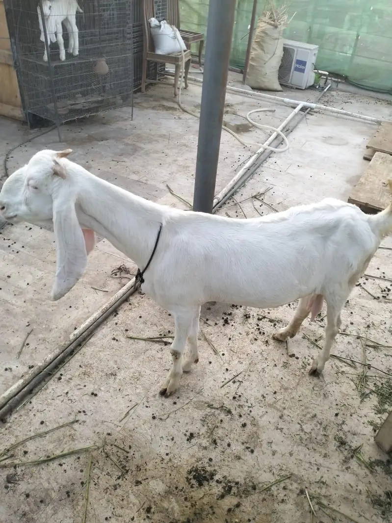 gulabi bakri — photo 2