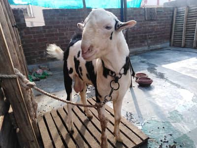 Tedda Panda Pure Gulabi