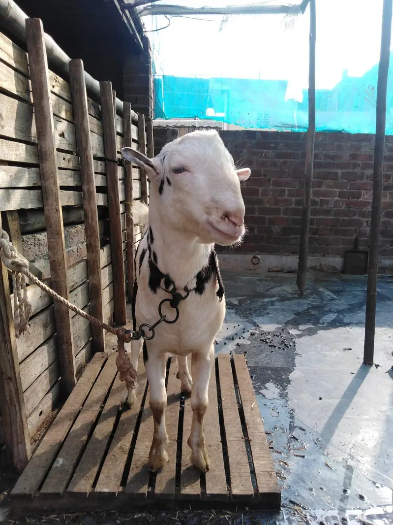 Tedda Panda Pure Gulabi — photo 2