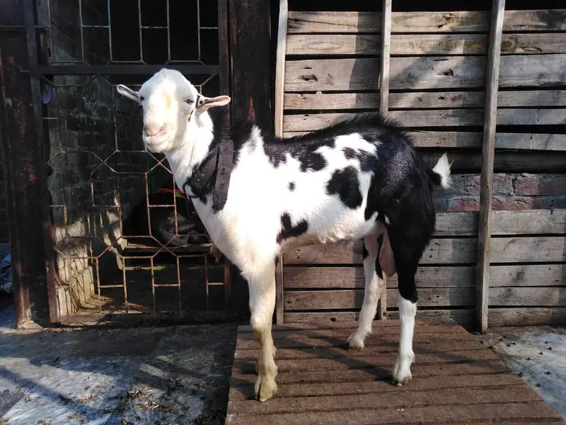 Tedda Panda Pure Gulabi — photo 3