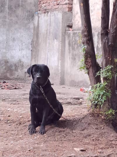 labra age 2 saal