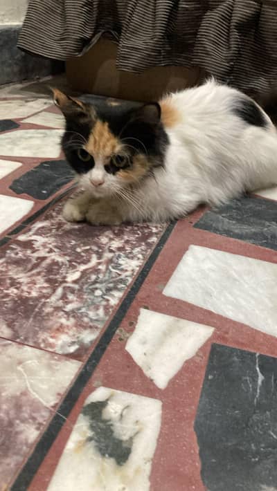 full trained Persian cat