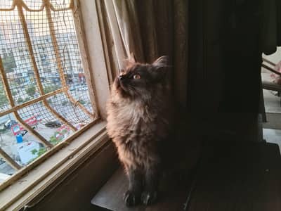 VACCINATED PERSIAN CAT PAIR