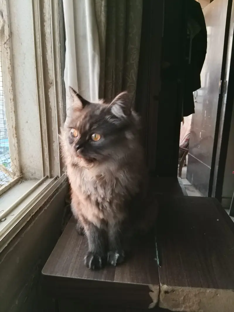 VACCINATED PERSIAN CAT PAIR — photo 2