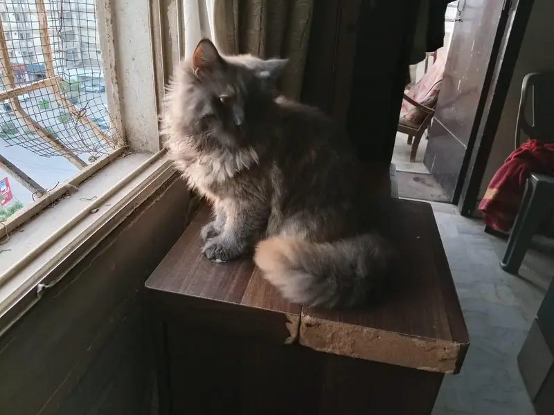 VACCINATED PERSIAN CAT PAIR — photo 3