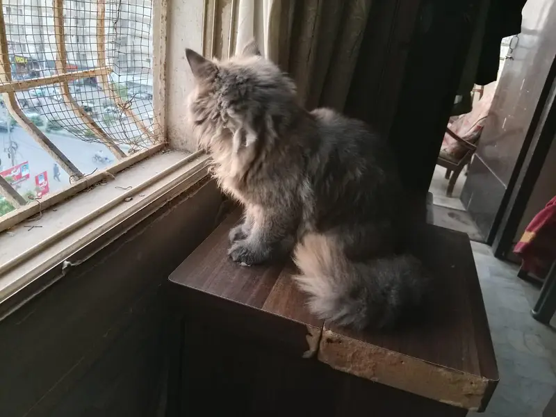 VACCINATED PERSIAN CAT PAIR — photo 4
