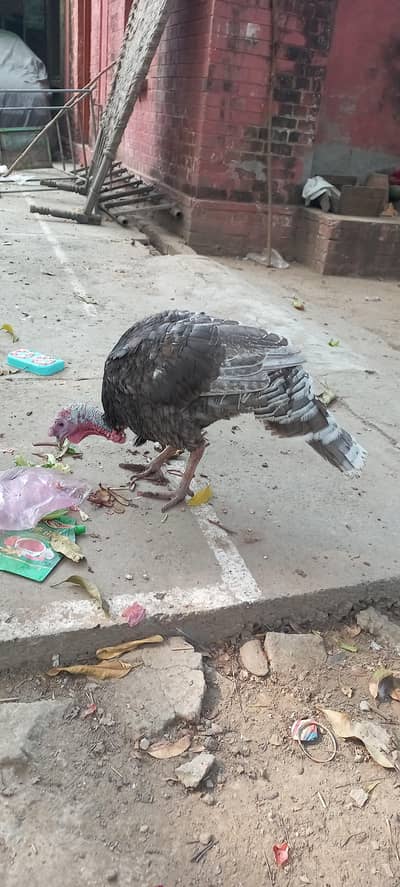 Adult Turkey Male Blue Slate
