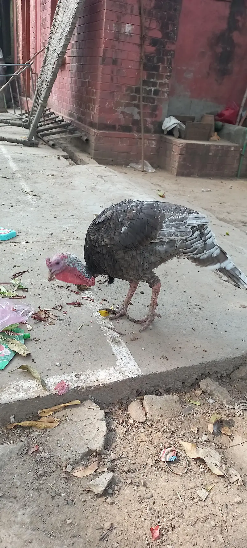 Adult Turkey Male Blue Slate — photo 2