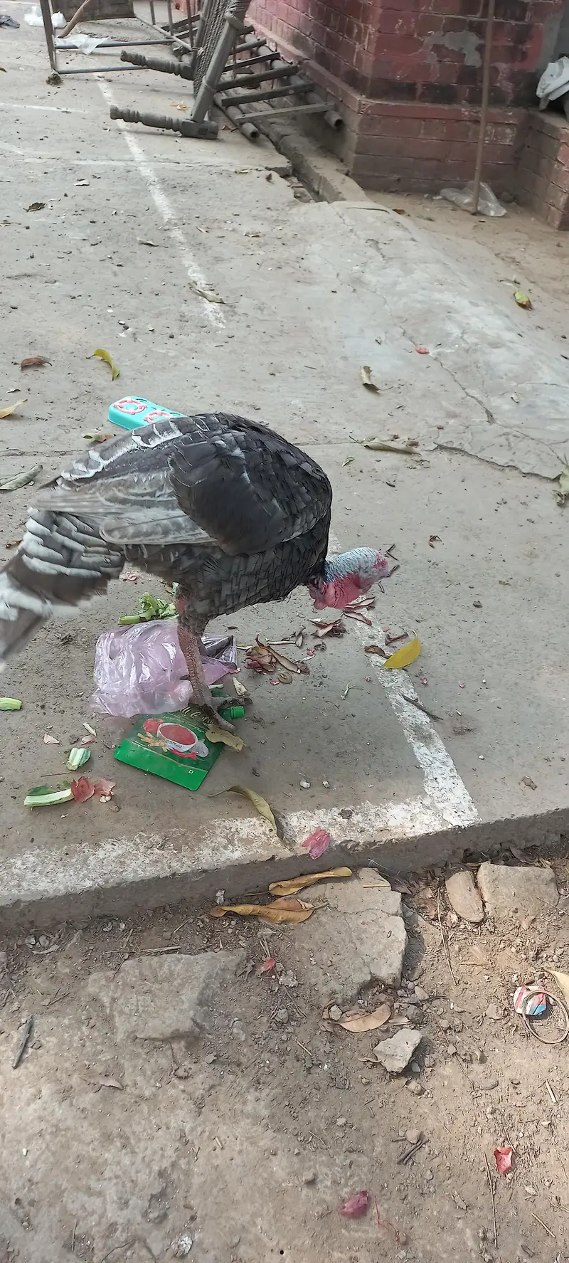 Adult Turkey Male Blue Slate — photo 3