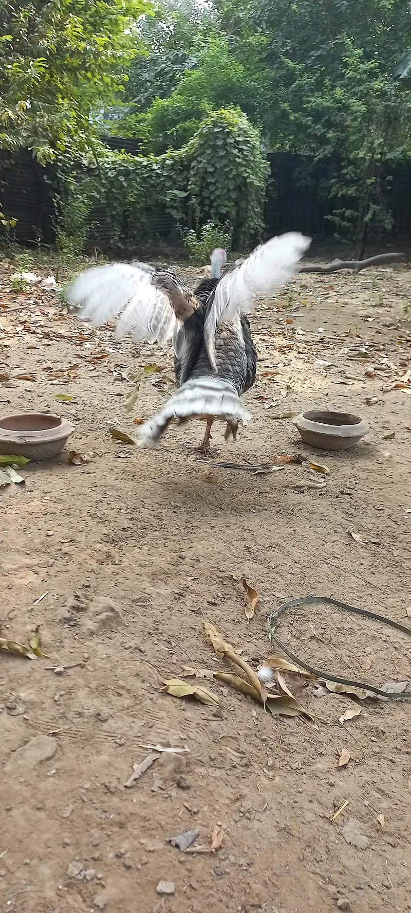 Adult Turkey Male Blue Slate — photo 4