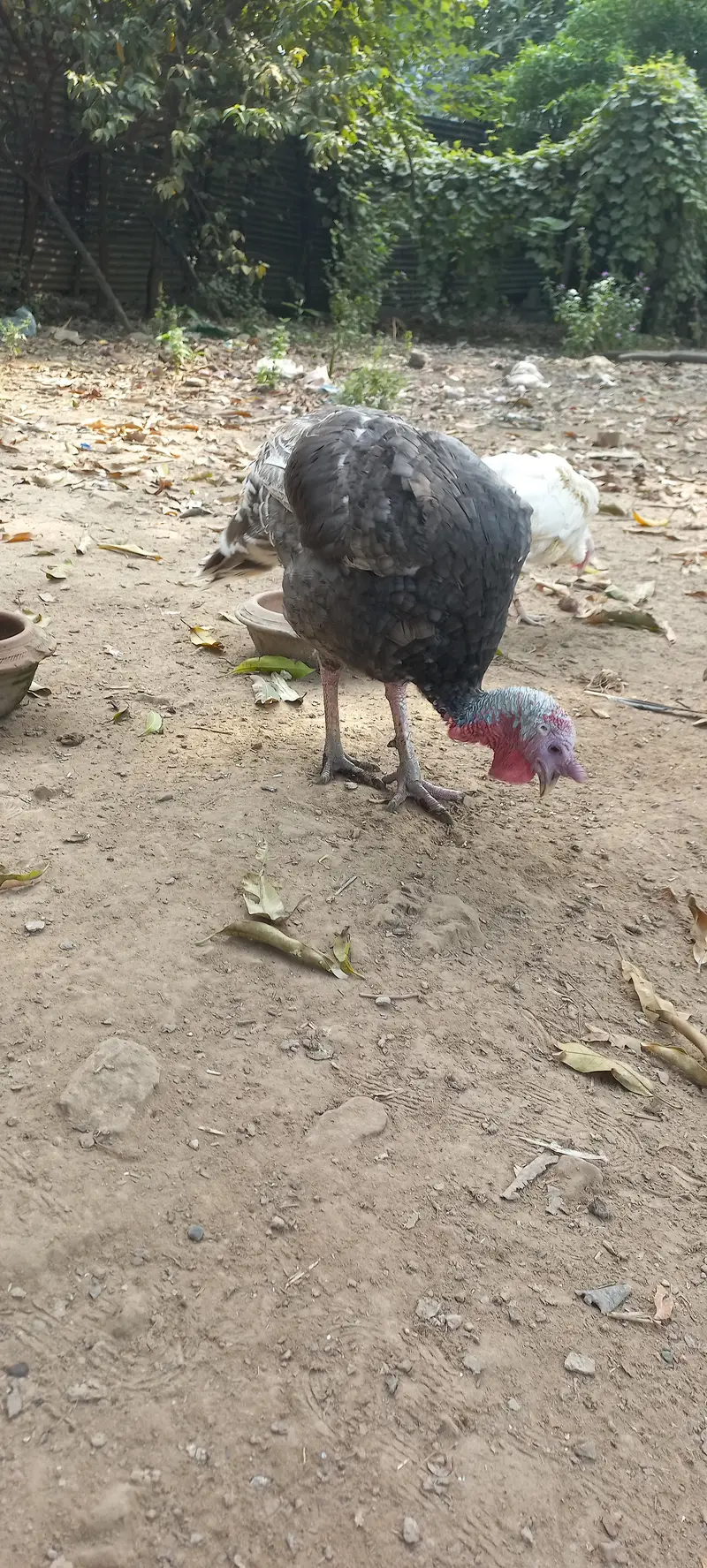Adult Turkey Male Blue Slate — photo 5