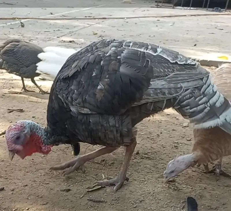Adult Turkey Male Blue Slate — photo 6