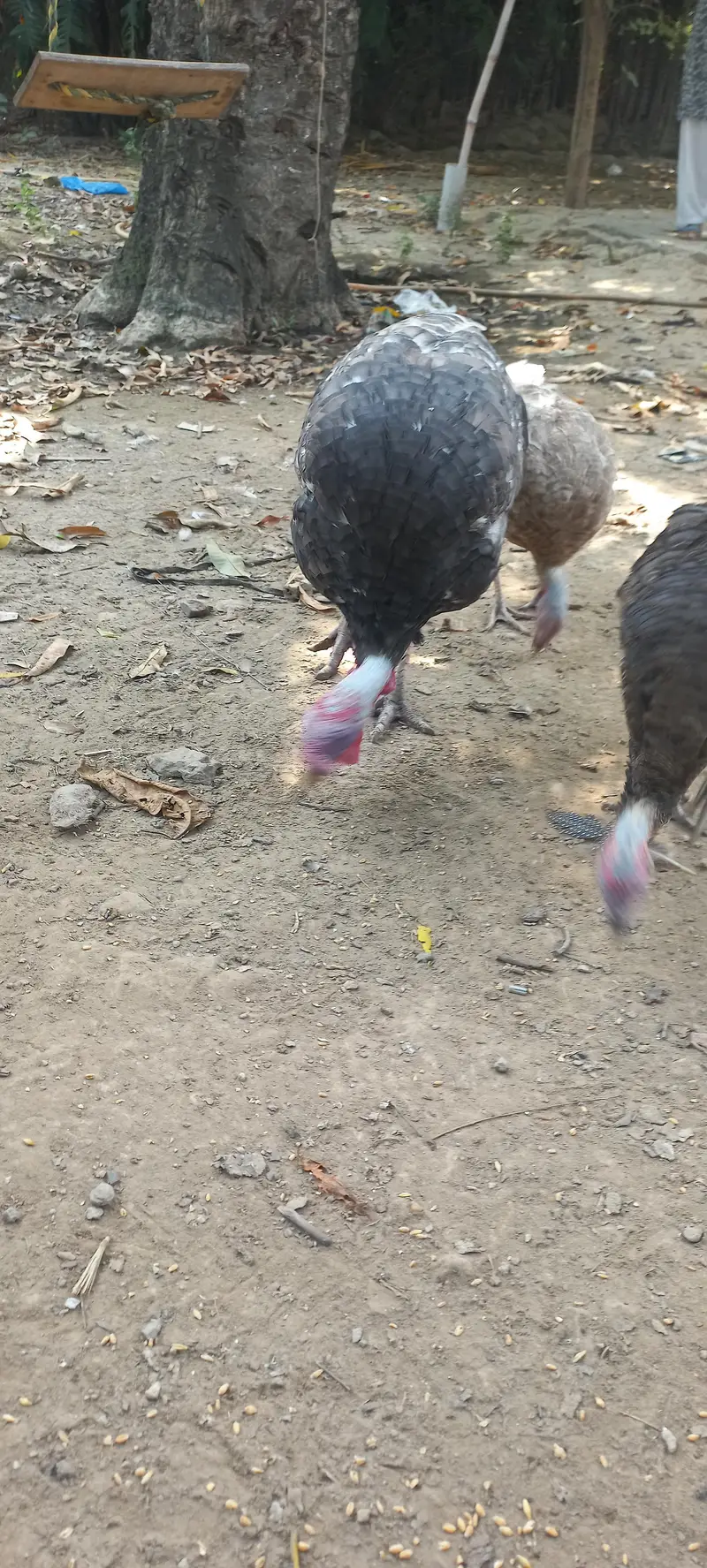 Adult Turkey Male Blue Slate — photo 7