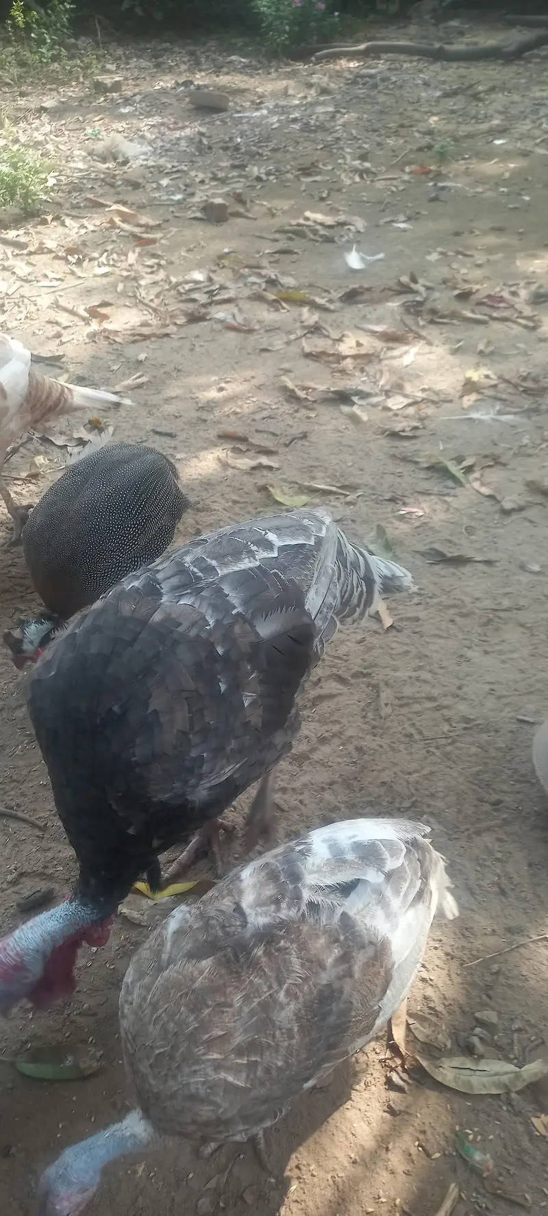 Adult Turkey Male Blue Slate — photo 8