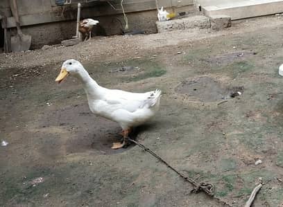 Male female ducks available for sale