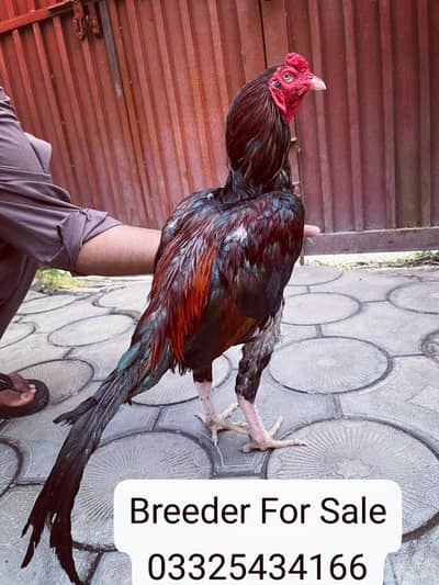 1Eyes High Quality Lakha  Breeder