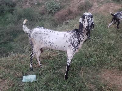 Makhi chene gaban bakri