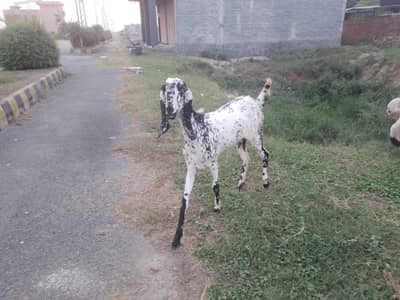 Makhi chene gaban bakri