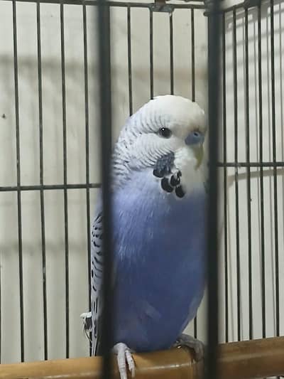 under exi volite male with red eyes creamino female