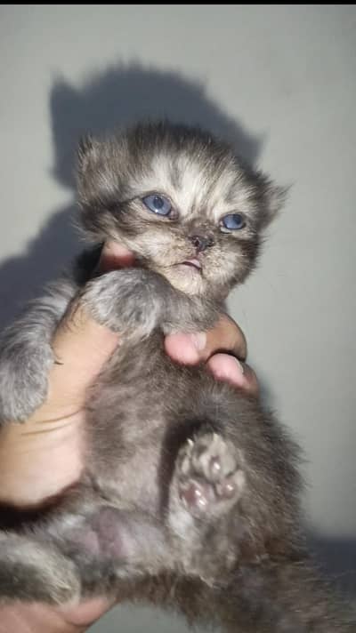 Persian Punch Face Smoke Gray Male Cat Baby For Sale 0305.4364606
