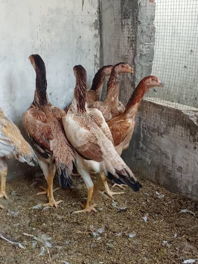 Lakha Shamo pair Available for sale Age 6 Months Old