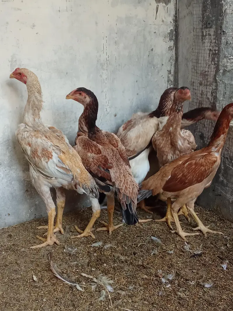 Lakha Shamo pair Available for sale Age 6 Months Old — photo 2