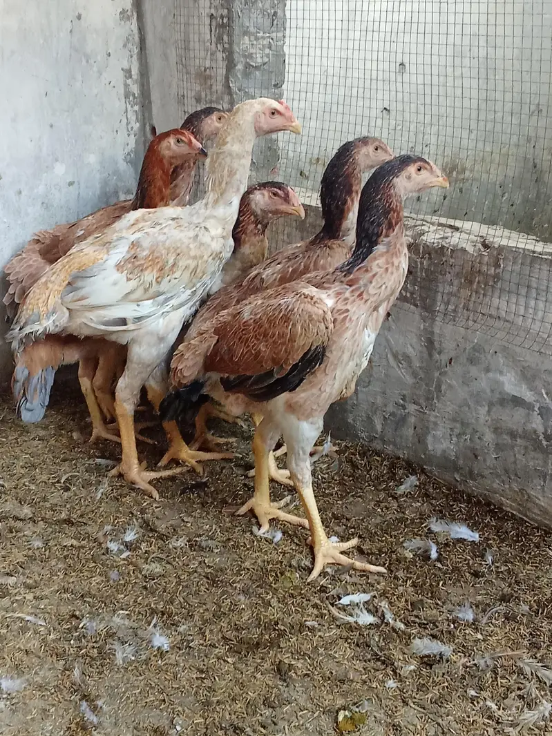 Lakha Shamo pair Available for sale Age 6 Months Old — photo 3