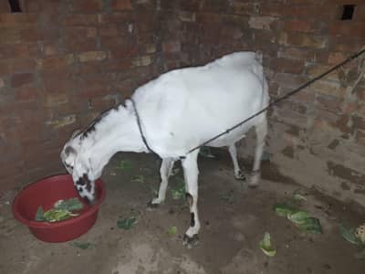 Dogli bakri ghr ki barred
