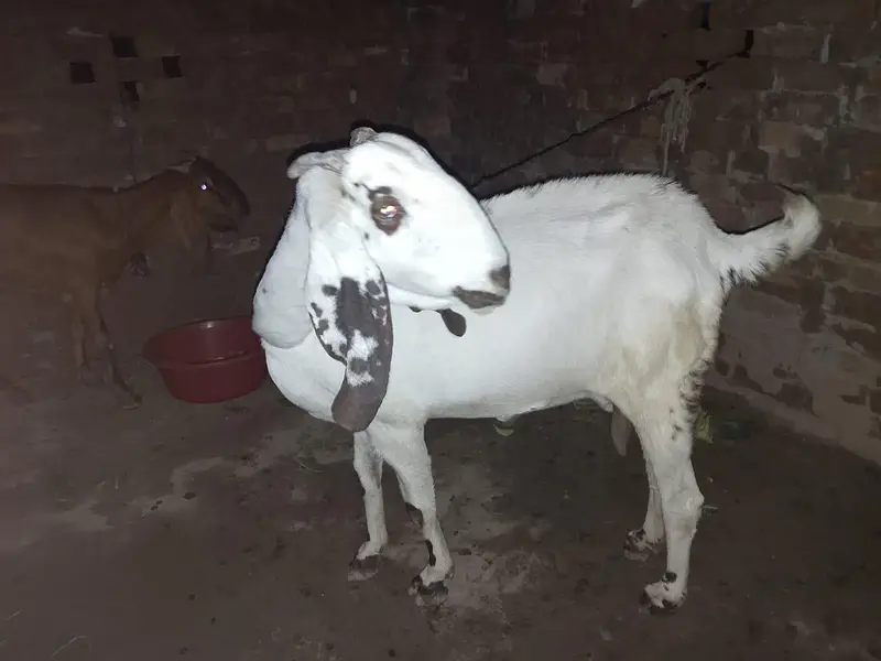 Dogli bakri ghr ki barred — photo 2