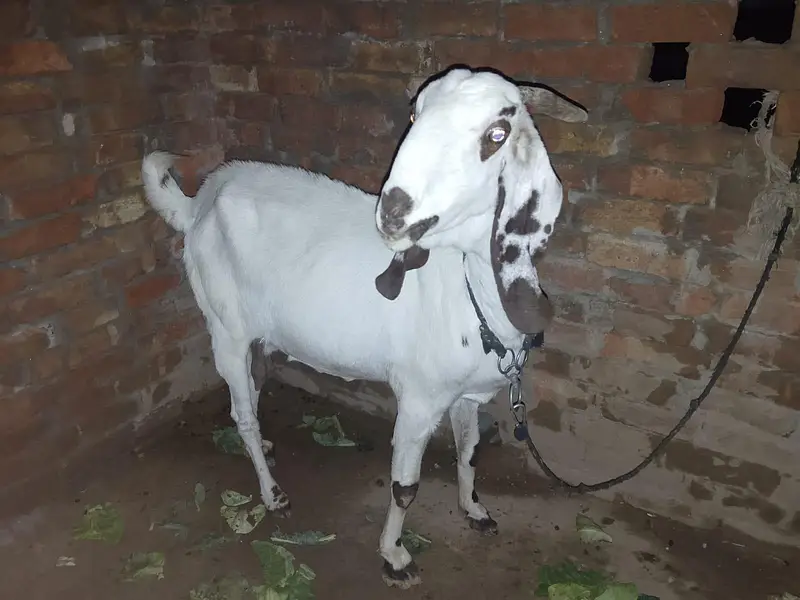 Dogli bakri ghr ki barred — photo 4