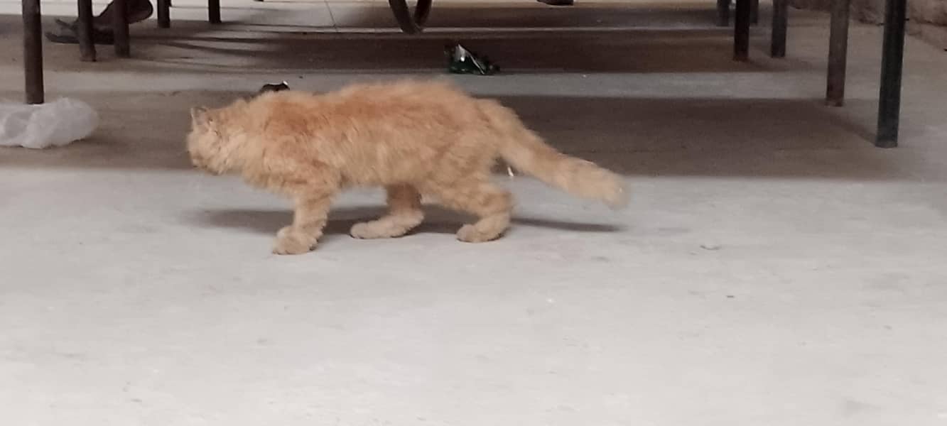 femail cat 0