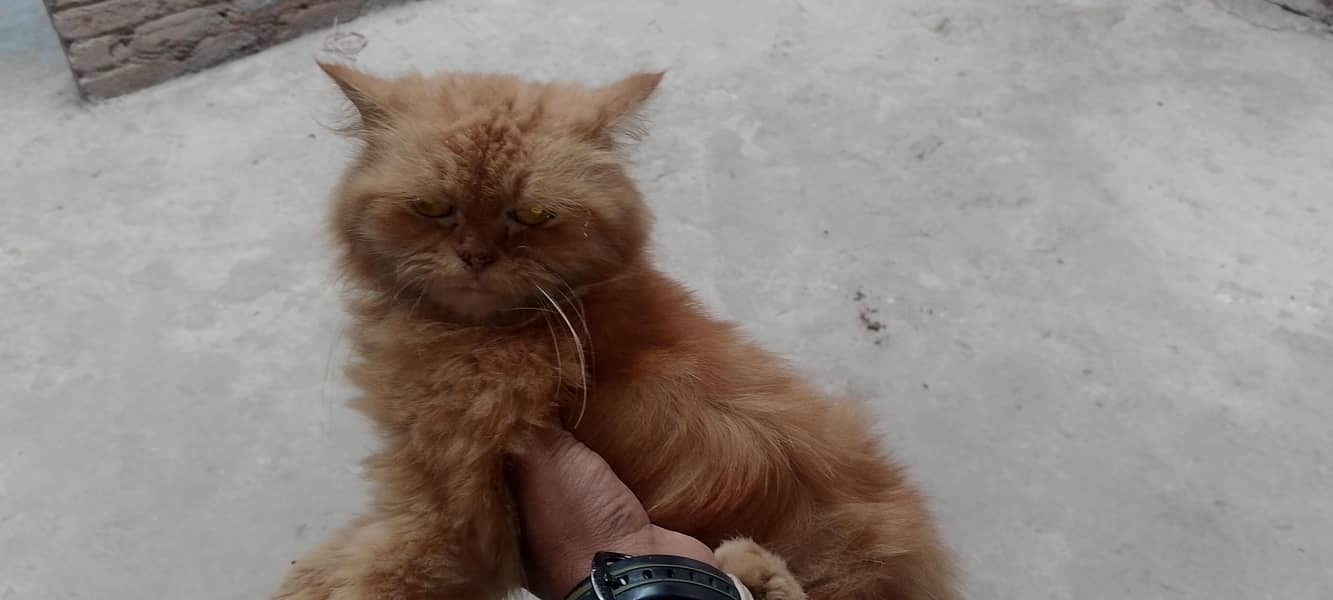 femail cat 1