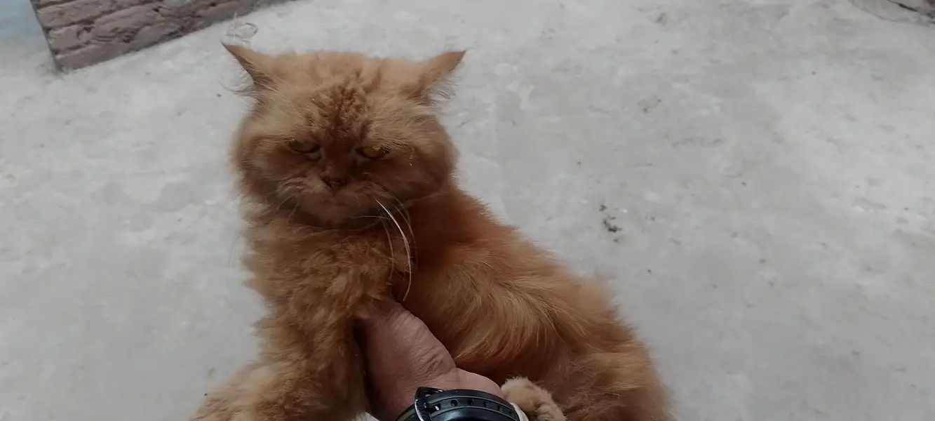femail cat — photo 2