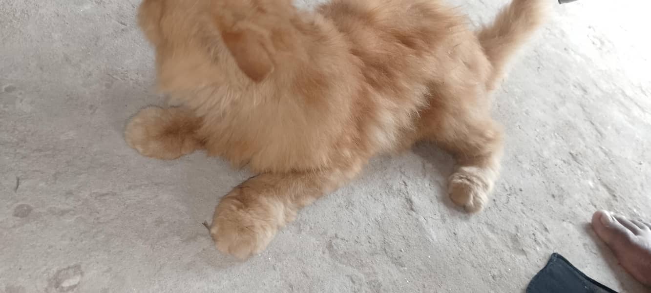 femail cat 2