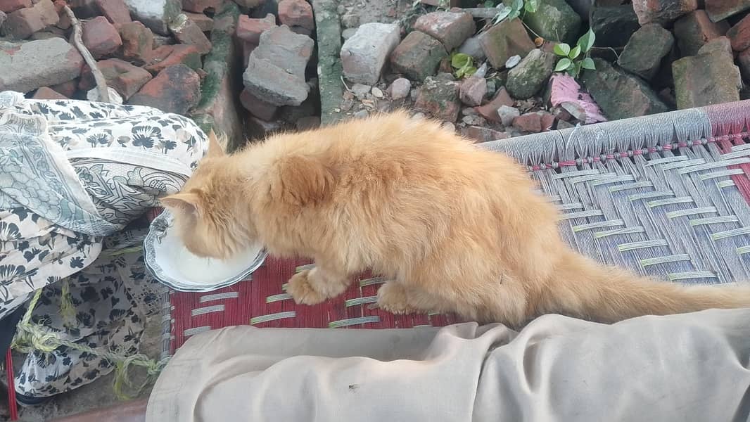 femail cat 3