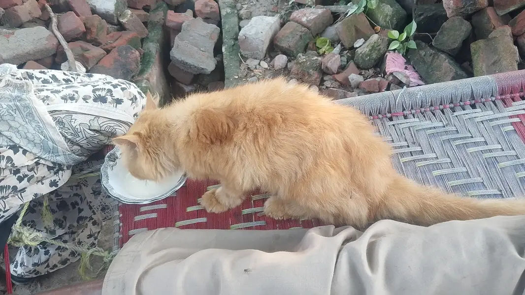 femail cat — photo 4