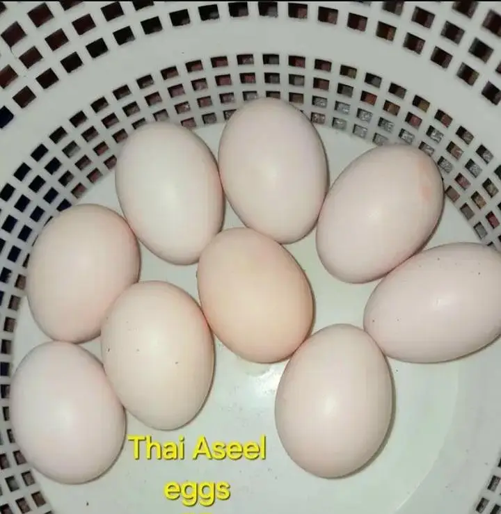 aseel thai eggs and chicks  03106429969 — photo 4